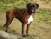 Boxer Dog Breed | All Dog Breeds | Boxer Puppies