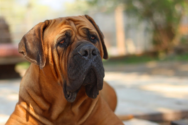 bullmastiff dog