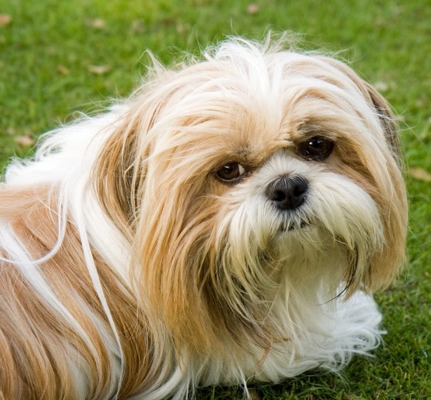 dog puppies shih tzu shih tzu puppies shih tzu dog shih tzu puppies for sale shih tzu puppy price shih tzu dog price shih tzu price shitzu black and white shih tzu female shih tzu female shih tzu white shih tzu cute shih tzu puppies