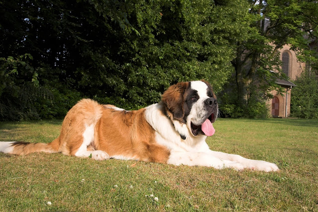 dog puppies saint bernard saint bernard dog saint bernard price saint bernard puppy st bernard dog saint bernard dog price st bernard price bernard dog st bernard puppy send bernard