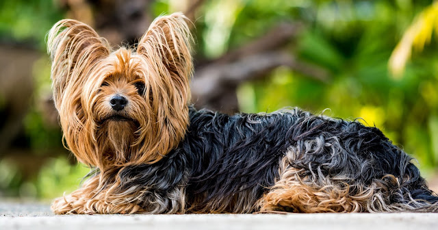 dog puppies Yorkshire terrier silky terrier australian silky terrier yorkshire terrier puppy teacup yorkshire terrier white yorkshire terrier