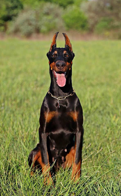 Doberman Pinscher Dog Breed