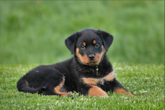 female Rottweiler rottweiler puppies for sale rottweiler puppies rottweiler dog puppies